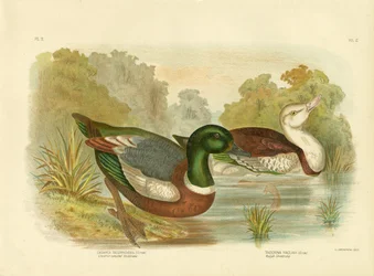 Chestnut-Colored Shieldrake Or Australian Shelduck